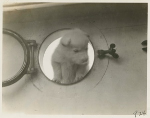 Image of Nascopie Indian [Innu] pup looking through port hole